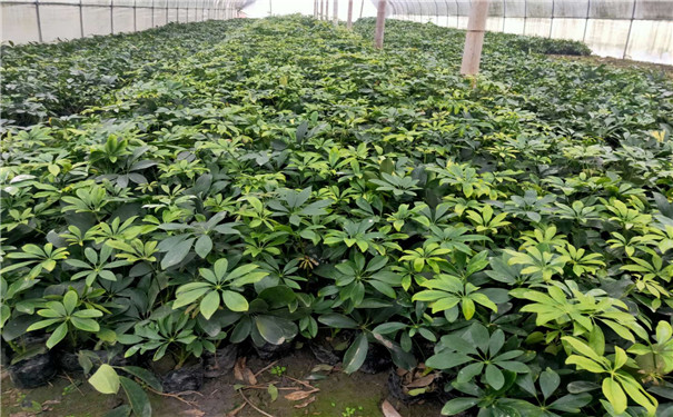 金华新装修的房子放什么植物好？