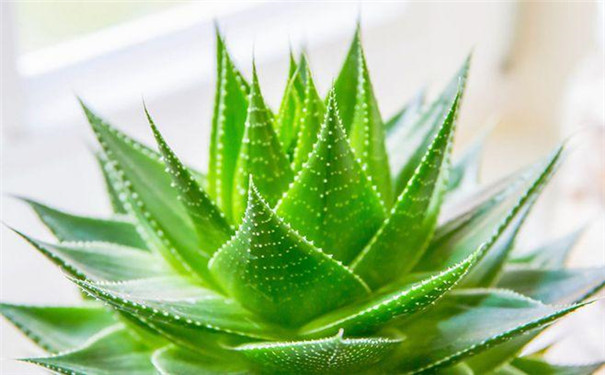 金华新装修的房子放什么植物好？